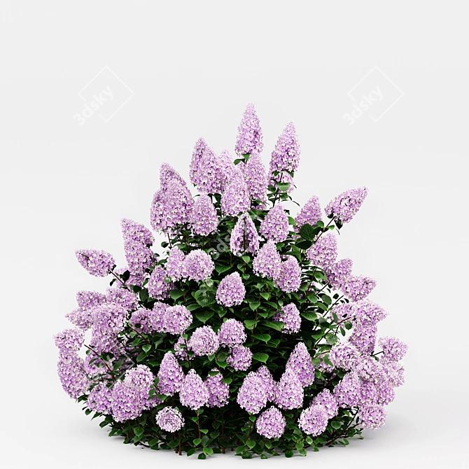 Phantom Hydrangea: Exquisite Blooms for Your Garden 3D model image 3