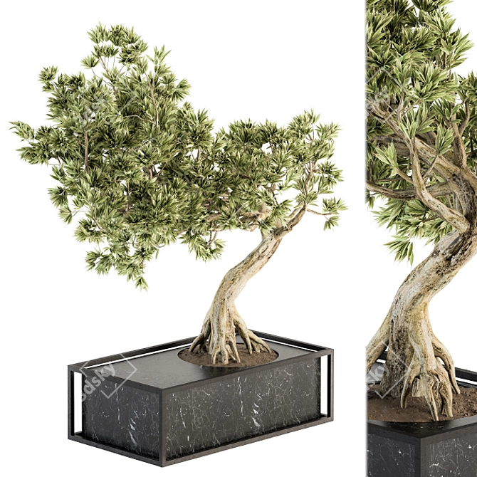 Zen Oasis Bonsai Set 3D model image 3