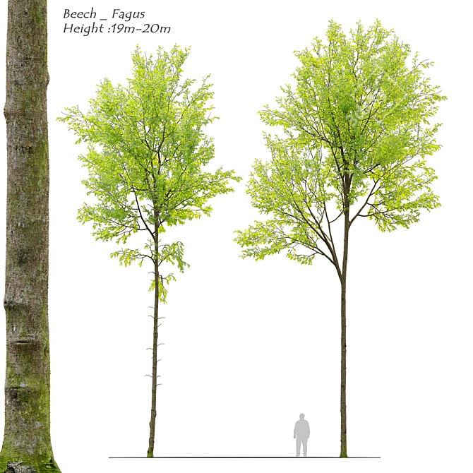 European Beech Tree - Vray and Corona Materials 3D model image 1