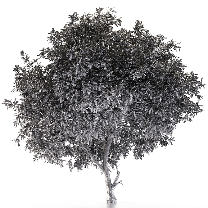 Silver Tears Pear Tree 3D model image 4