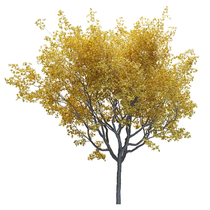 Premium Landscape Tree: 1.1M Poly, 1.7M Verts, Corona Render 3D model image 2