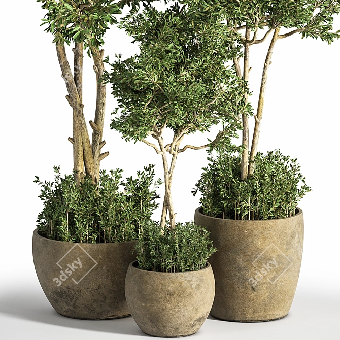 Evergreen Indoor Plant Set 25 3D model image 2