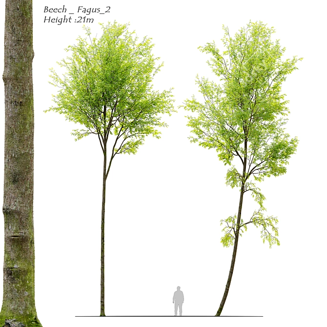 European Beech Tree Bundle: Vray & Corona Material Libraries Included 3D model image 1