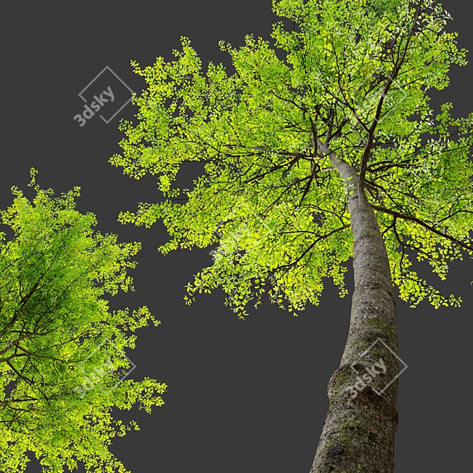 European Beech Tree Bundle: Vray & Corona Material Libraries Included 3D model image 2