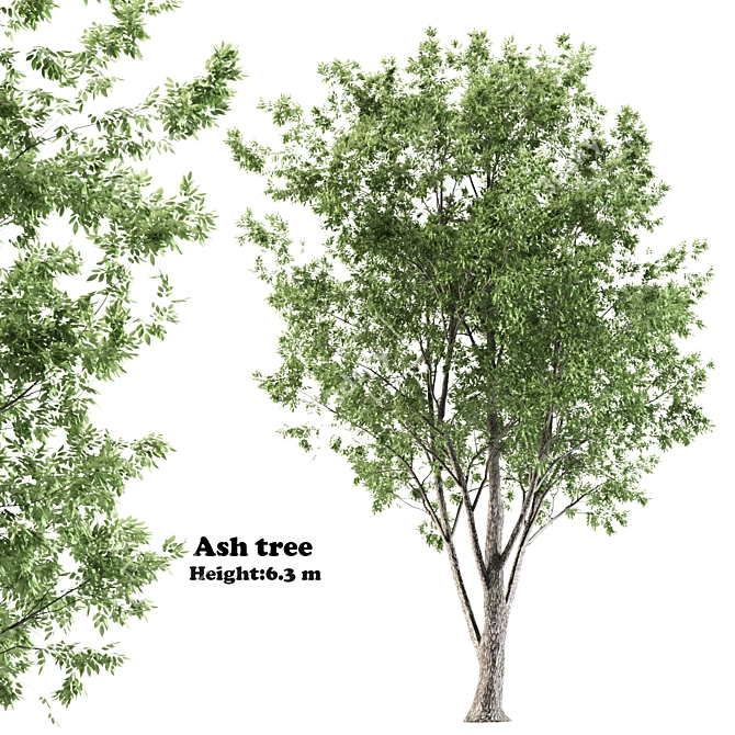 6m Ash Tree - Elegant and Tall Polys: 281,226 3D model image 1