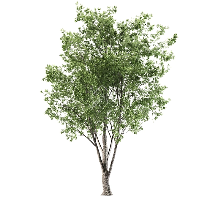 6m Ash Tree - Elegant and Tall Polys: 281,226 3D model image 3