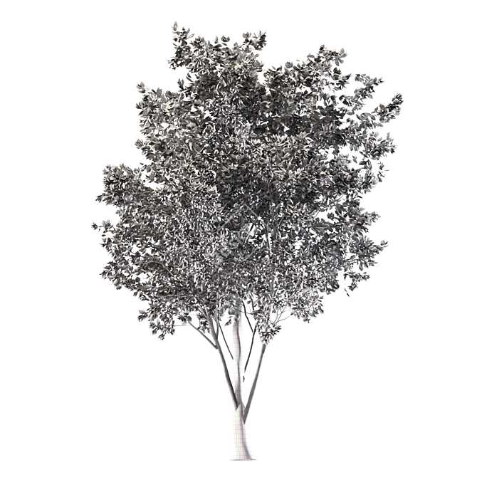 6m Ash Tree - Elegant and Tall Polys: 281,226 3D model image 5