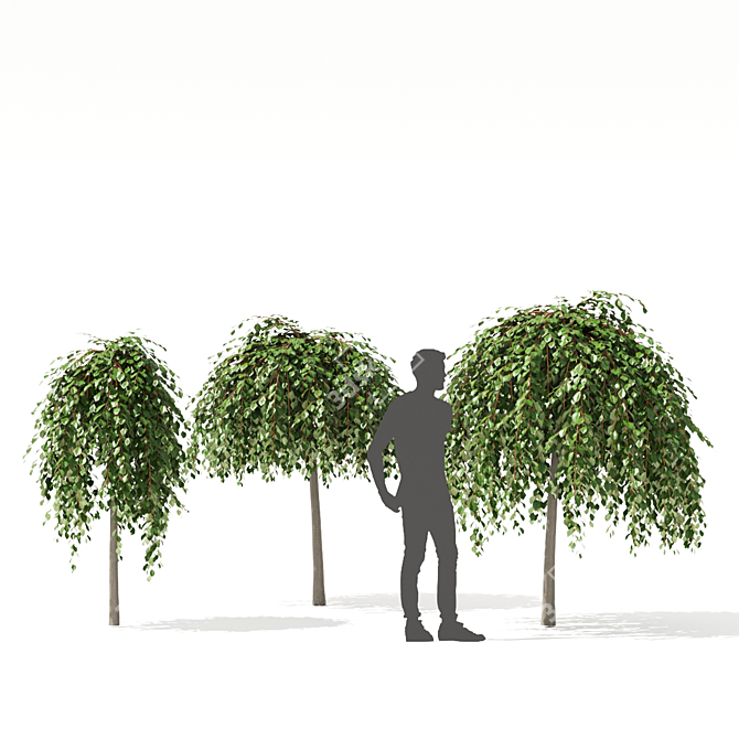 Kilmarnock Goat Willow Trees 3D model image 2