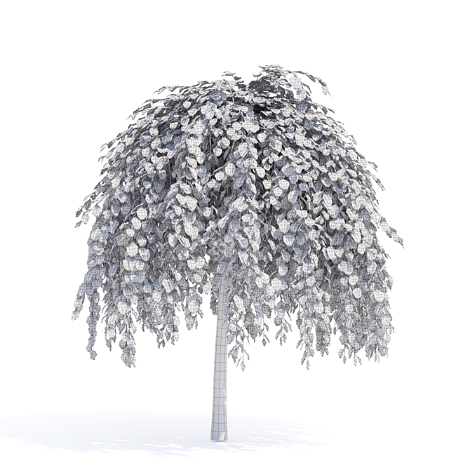 Kilmarnock Goat Willow Trees 3D model image 4