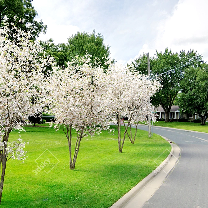 Shadbush Serviceberry Trees - Blooming Delight 3D model image 2