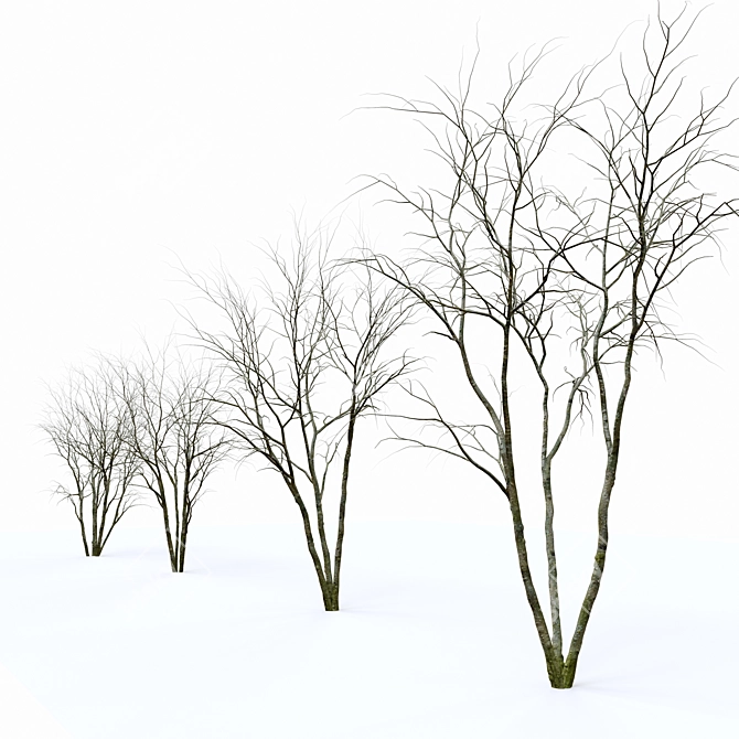 Shadbush Serviceberry Trees - Blooming Delight 3D model image 4