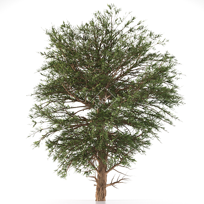 Black Pine: Premium Quality Pinus Nigra 3D model image 2