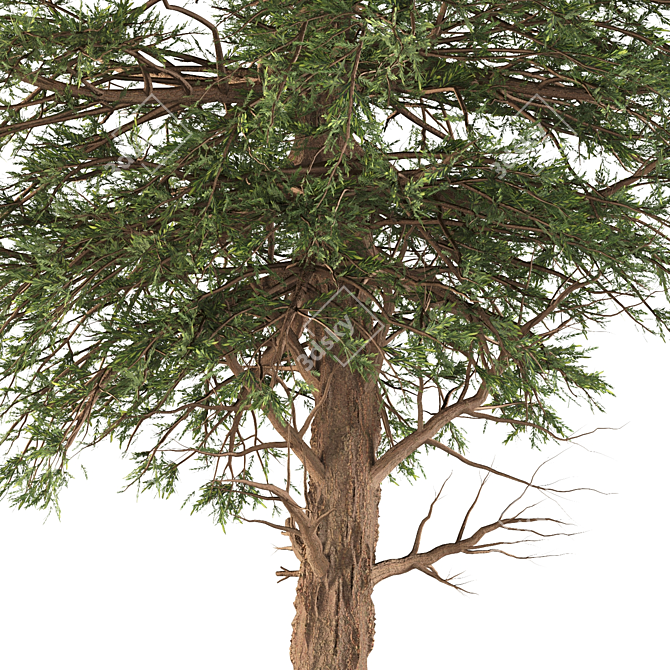 Black Pine: Premium Quality Pinus Nigra 3D model image 3