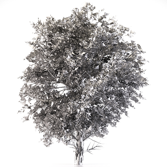 Black Pine: Premium Quality Pinus Nigra 3D model image 4