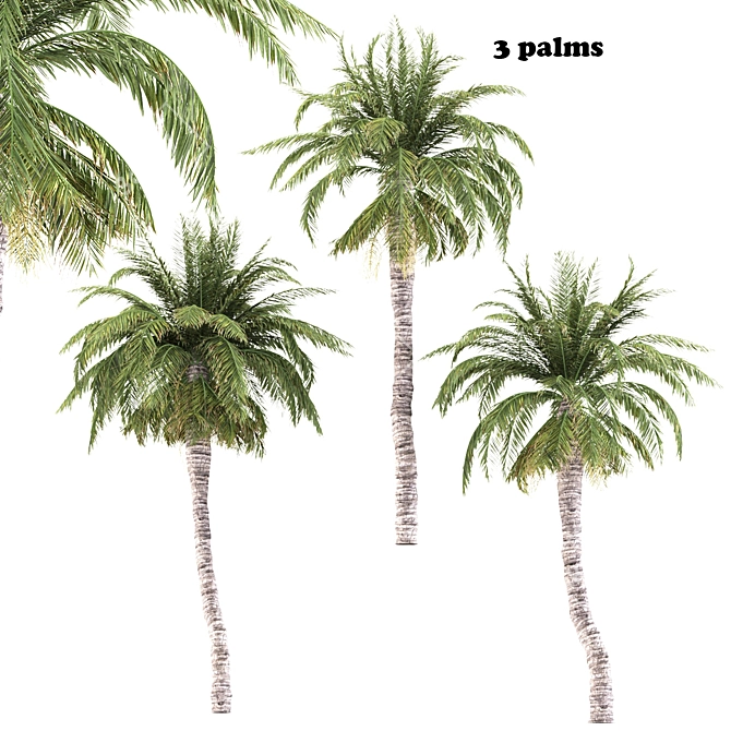 Tropical Palms Trio: Exquisite Greenery 3D model image 1