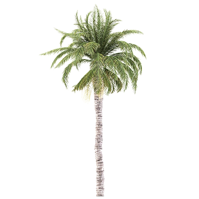 Tropical Palms Trio: Exquisite Greenery 3D model image 3