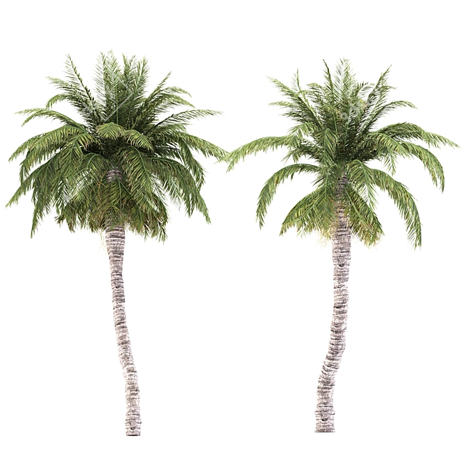 Tropical Palms Trio: Exquisite Greenery 3D model image 4