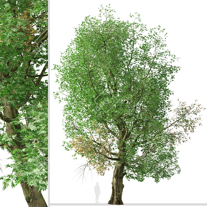 Old World Sycamore Tree Set (2 Trees) 3D model image 2