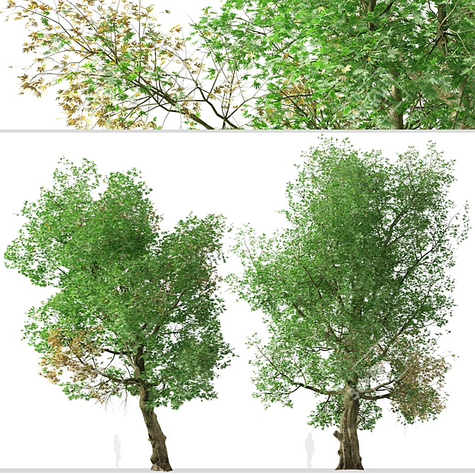 Old World Sycamore Tree Set (2 Trees) 3D model image 4