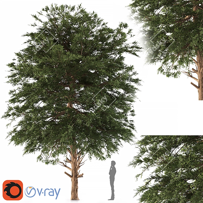 Austrian Black Pine: Polys 786,343 3D model image 1