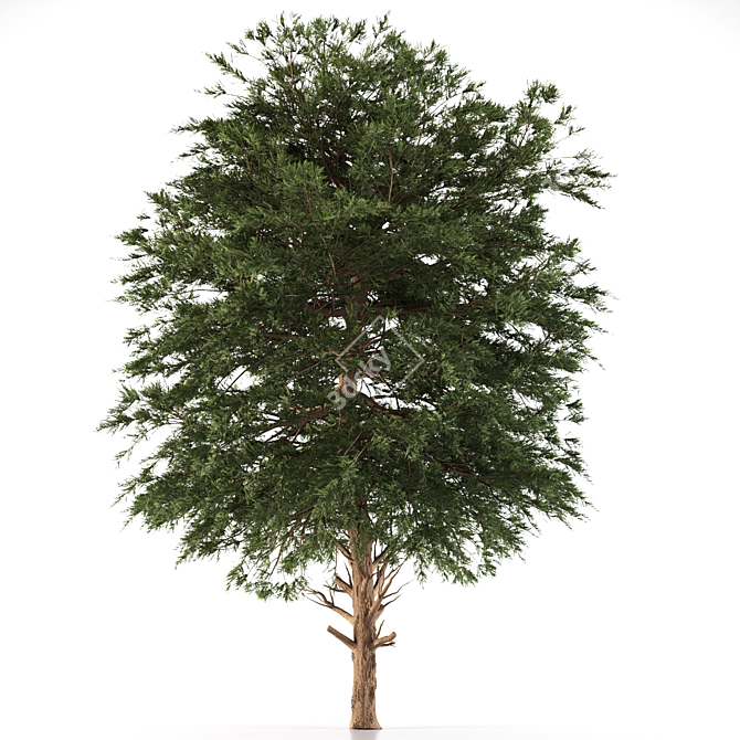 Austrian Black Pine: Polys 786,343 3D model image 2