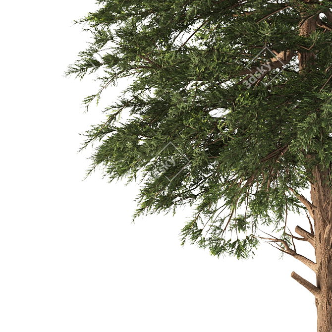 Austrian Black Pine: Polys 786,343 3D model image 3