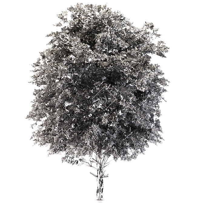 Austrian Black Pine: Polys 786,343 3D model image 4
