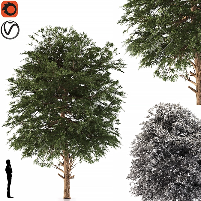Austrian Black Pine: Polys 786,343 3D model image 5