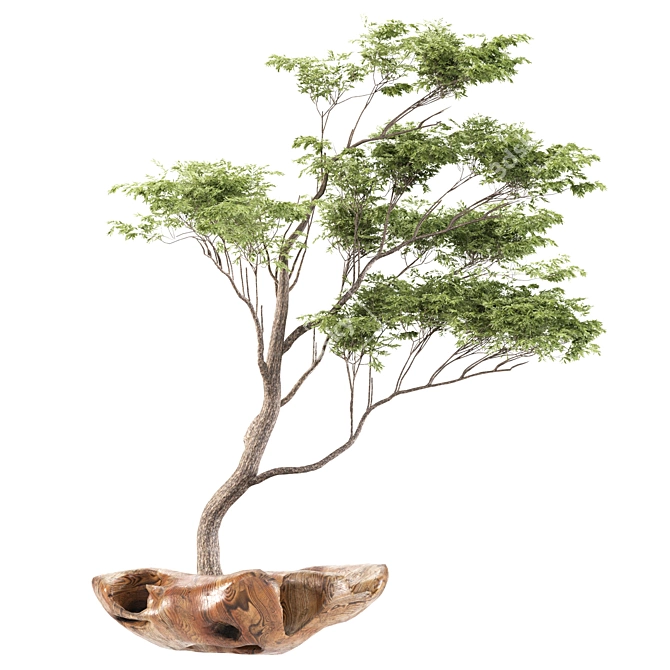 Polys Bonsai Set: 953,123 3D model image 1