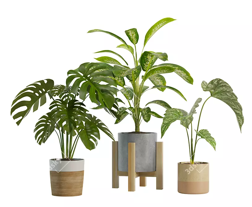 Exotic Indoor Plant Trio 3D model image 1