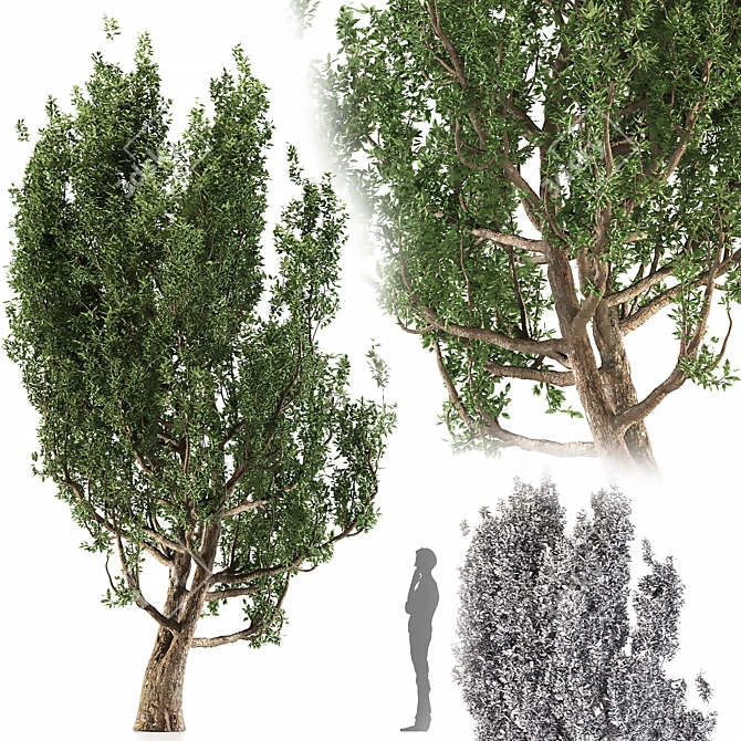 European Black Alder: Classic European Tree 3D model image 1