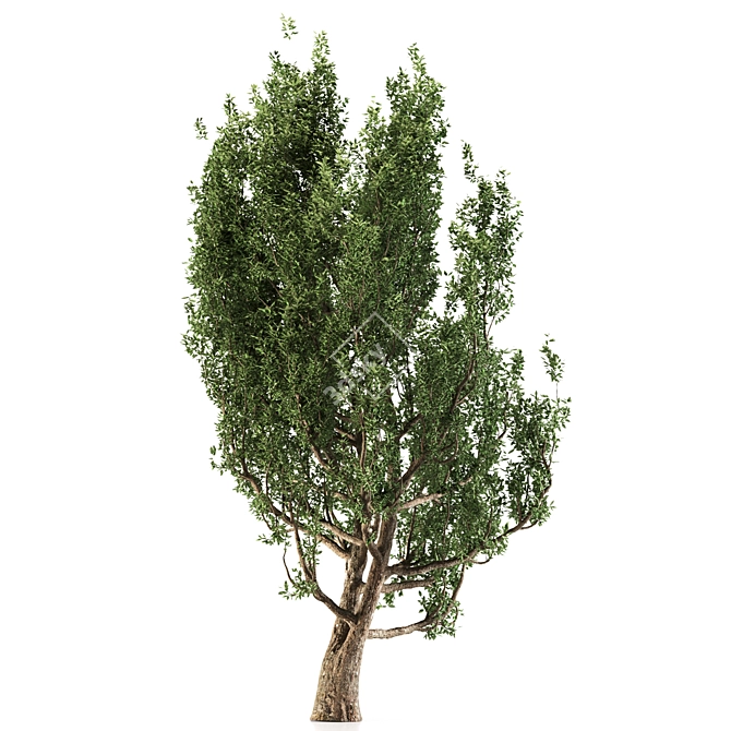 European Black Alder: Classic European Tree 3D model image 4