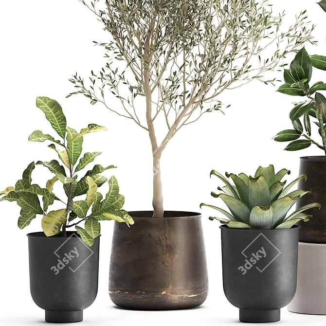 Exotic Plant Collection: Olive, Ficus, Croton, in Stylish Metal Pots 3D model image 2