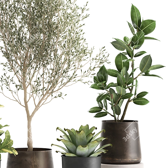 Exotic Plant Collection: Olive, Ficus, Croton, in Stylish Metal Pots 3D model image 4