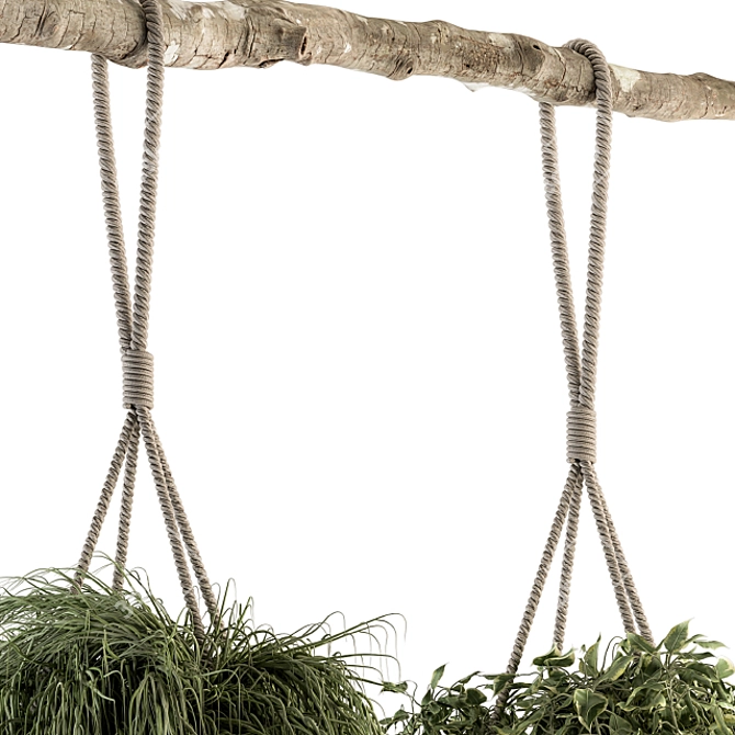 Botanical Bliss - Hanging Plant Set 3D model image 5