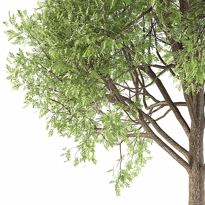 Averrhoa Bilimbi: Exotic Fruit Tree 3D model image 3