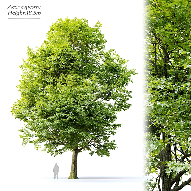 Field Maple Tree: Vray & Corona Ready 3D model image 1