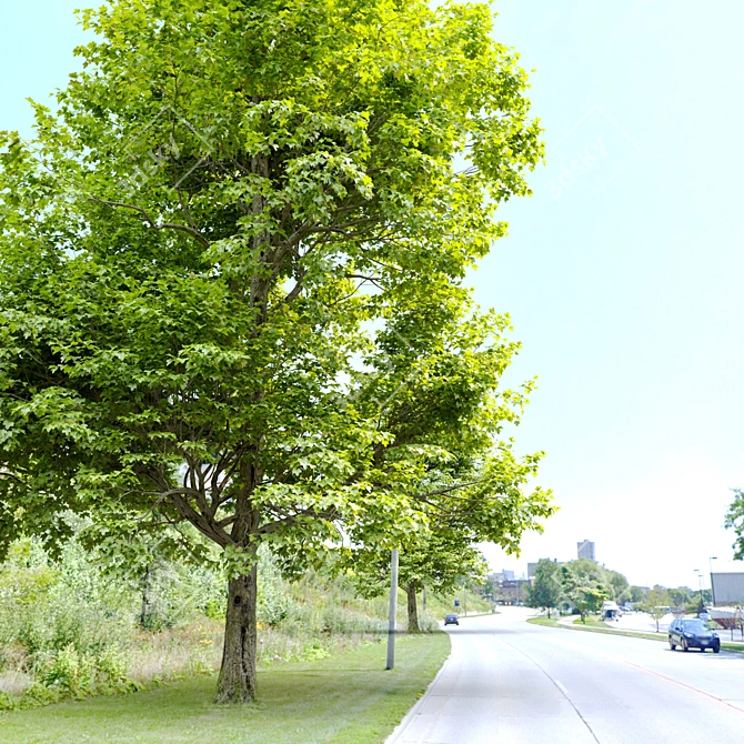 Field Maple Tree: Vray & Corona Ready 3D model image 4