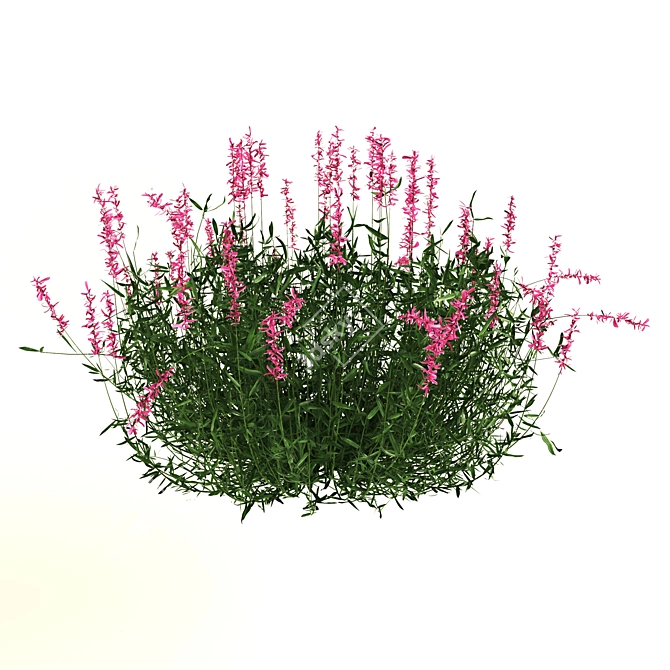 Ruellia Brittoniana: Stunning 2013 Plant 3D model image 3