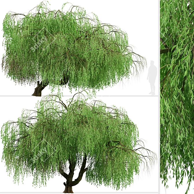 Lush Weeping Willow Trees (Set of 2) 3D model image 3