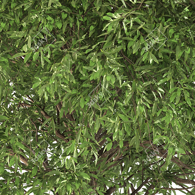 Graceful Weeping Pear Tree 3D model image 4