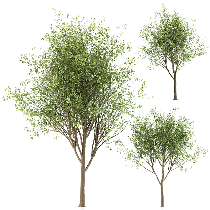 Oak Tree Trio - 3 Sizes 3D model image 2