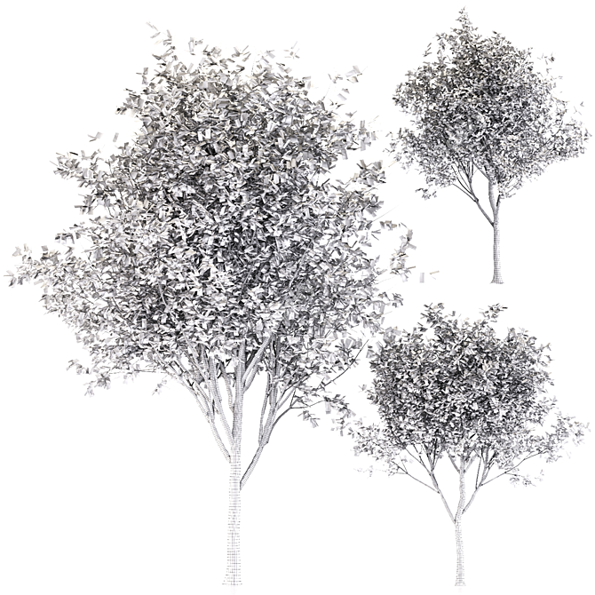 Oak Tree Trio - 3 Sizes 3D model image 4