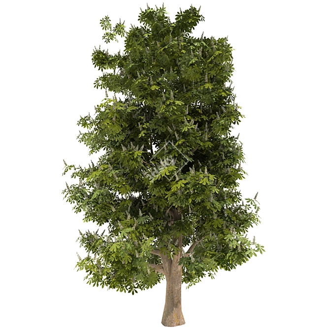 Blooming Chestnut Tree - 3D Model 3D model image 1