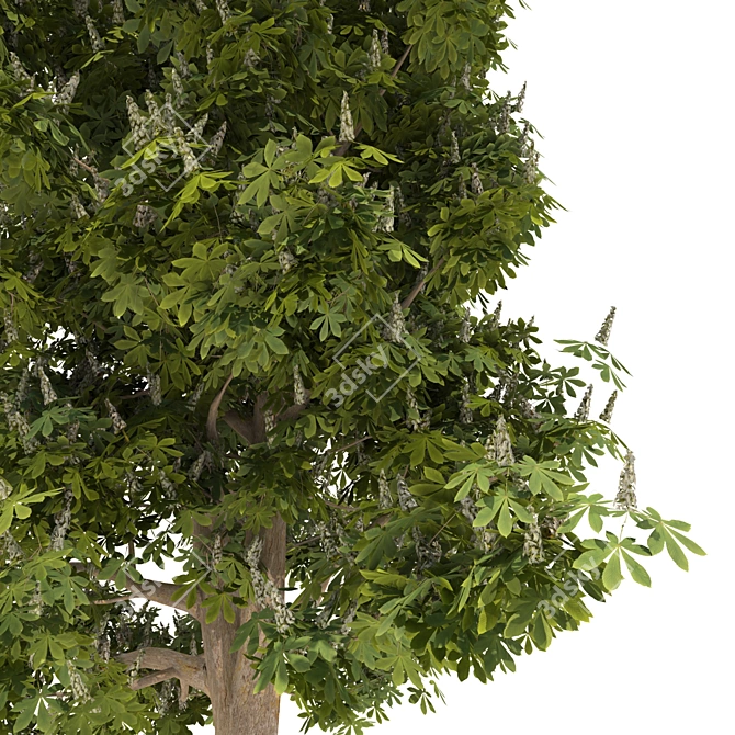 Blooming Chestnut Tree - 3D Model 3D model image 3