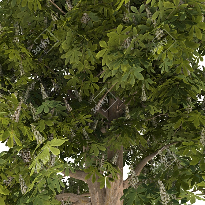 Blooming Chestnut Tree - 3D Model 3D model image 6