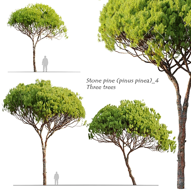 Stone Pine Tree Set (Pinus Pinea) 3D model image 1