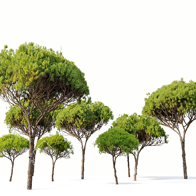 Stone Pine Tree Set (Pinus Pinea) 3D model image 2