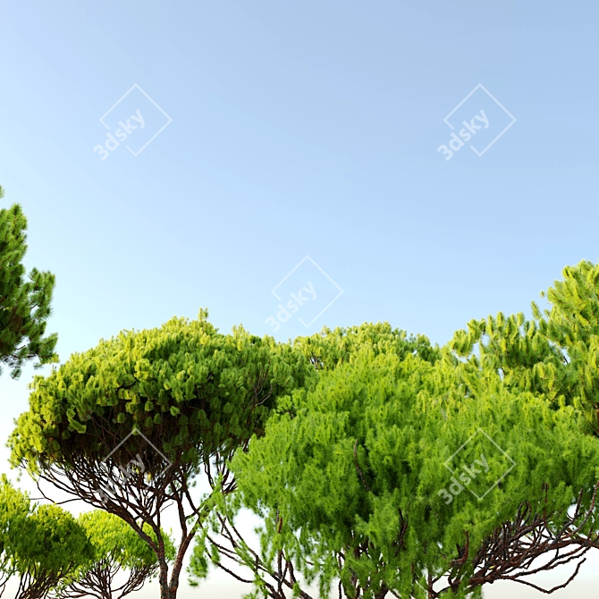 Stone Pine Tree Set (Pinus Pinea) 3D model image 4