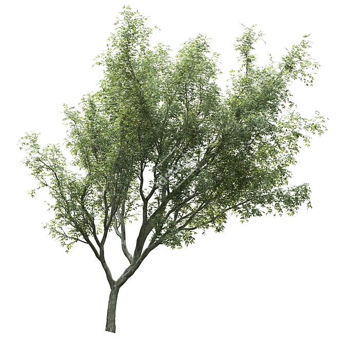 PolyTree: Stunning Landscape Ornament 3D model image 2